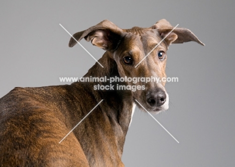 Portrait of a Great Dane x Greyhound mix in studio.