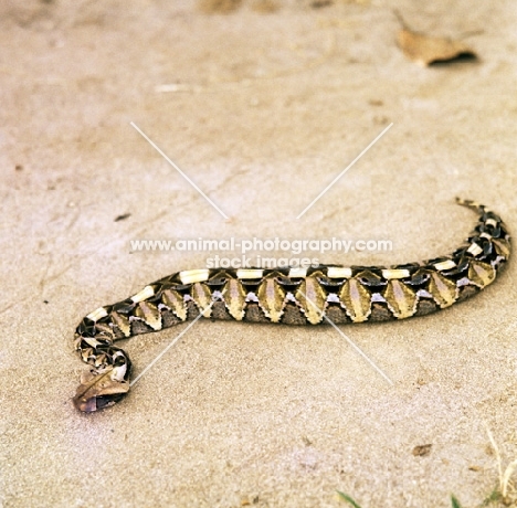 gaboon viper posed by c j p ionides in tanzania