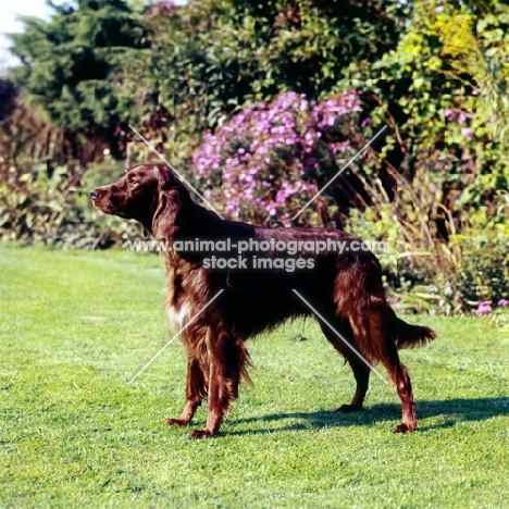 irish setter side view