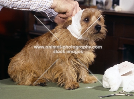 norfolk terrier having head bandaged