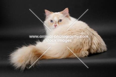 fluffy Red Point & White Ragamuffin on grey background