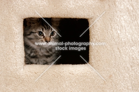 cute somali kitten inside a cat house covered in carpet