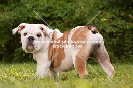 young Bulldog standing on grass