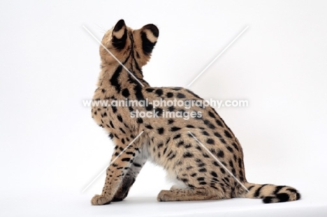 young serval cat on white background