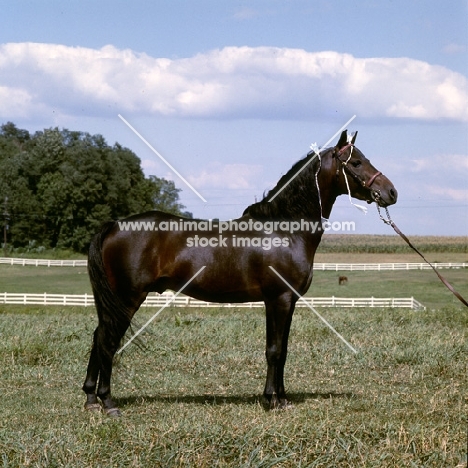 gambling sam, american shetland pony