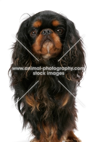 Champion King Charles Spaniel, front view