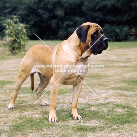 baron winston of buckhall, mastiff standing on grass