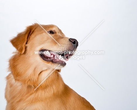 golden retriever looking aside