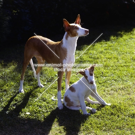 ch paran prima donna, ibizan hound and puppy on grass