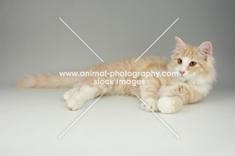 cream silver and white norwegian forest cat lying down