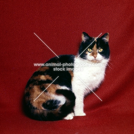 tortoiseshell and white short hair cat