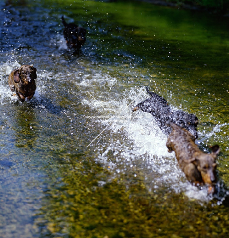 Miniature wire-haired dachshunds running through water