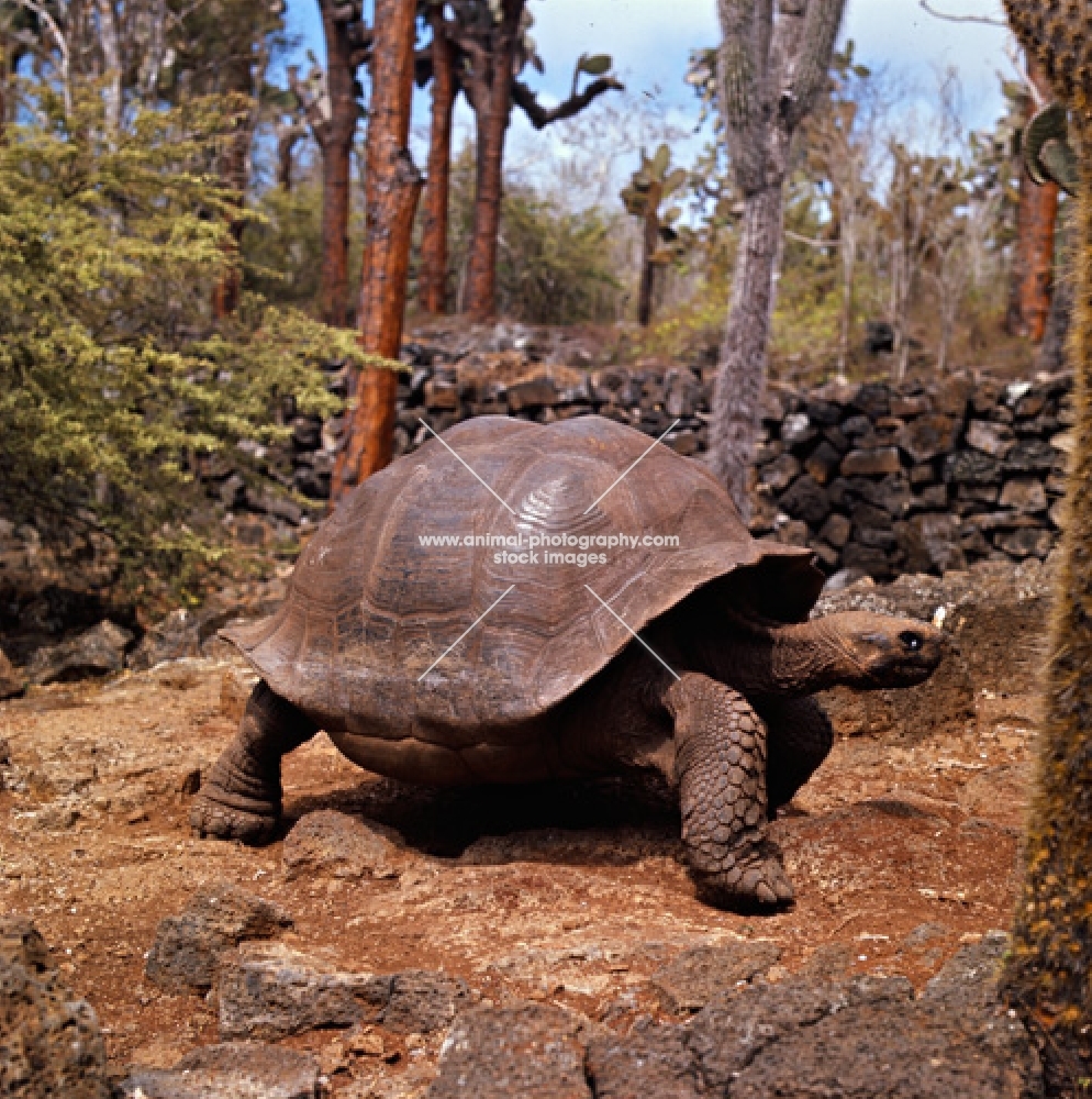 galapagos tortoise at the darwin station, santa cruz island galapagos 