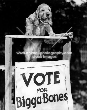 English Cocker Spaniel puppy election