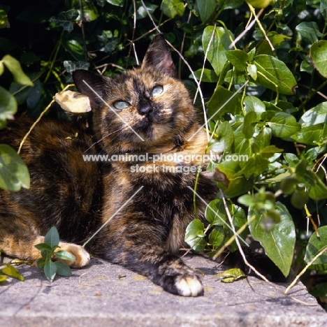 tortoiseshell non pedigree cat lurking in bush