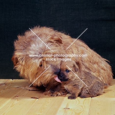 norfolk terrier mother licking puppy