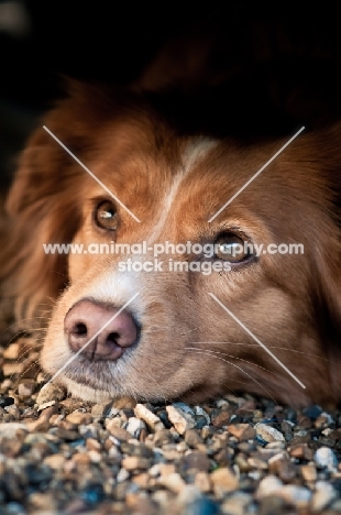 Nova Scotia Duck Tolling Retriever