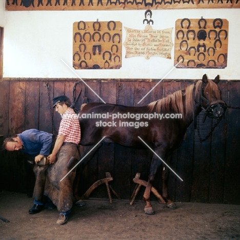 shoeing a schwarzwalder horse at marbach stud, germany