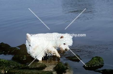 west highland white terrier testing the water