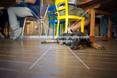 Beauceron puppy resting on a restaurant floor and waiting patiently