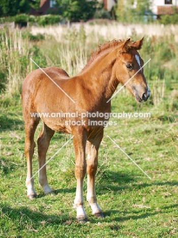 Welsh Cob foal (section d)