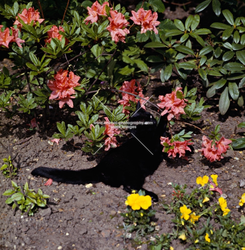 black cat pawing at  flowers
