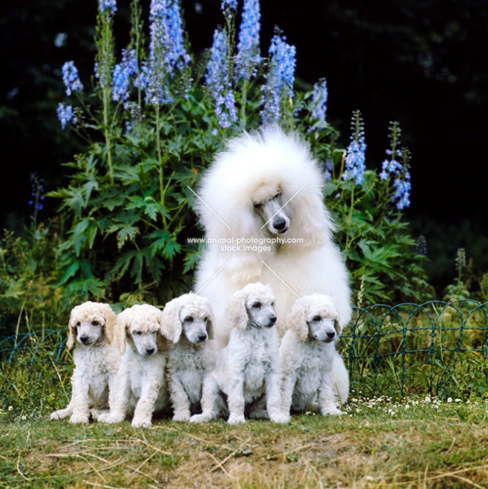 standard poodle with her five puppies