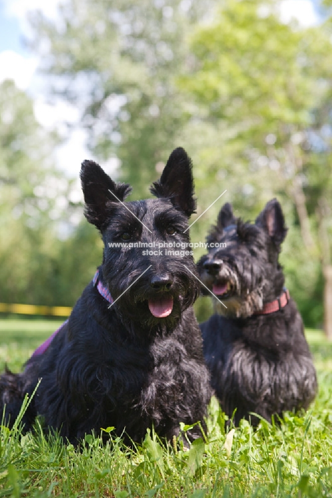 two Scottish Terriers, different ages