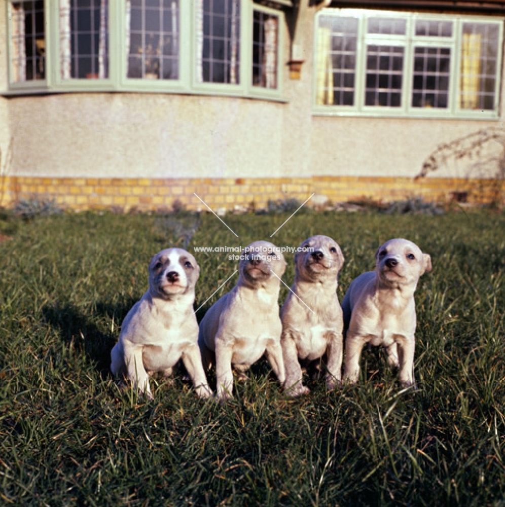 four whippet puppies