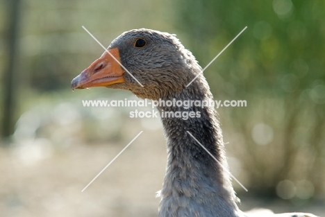 young toulouse geese