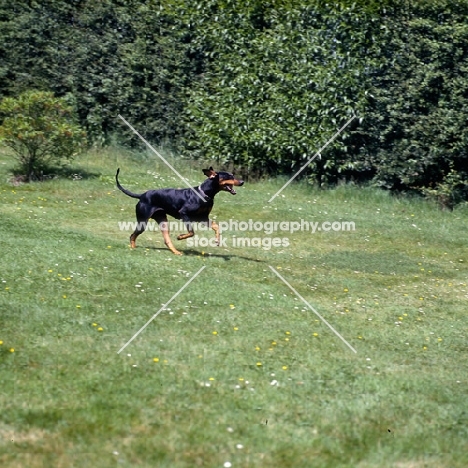 dobermann running on grass 