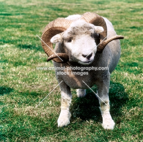 exmoor horn sheep standing on grass