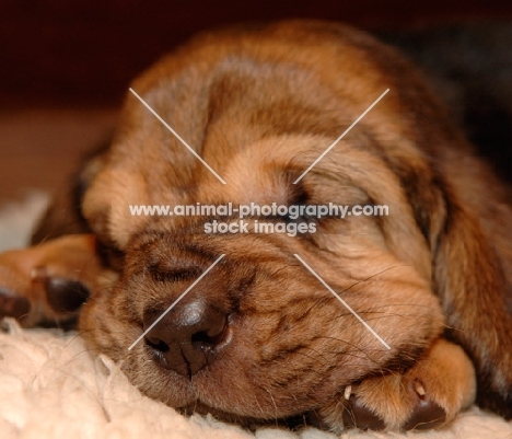 very young Bloodhound puppy