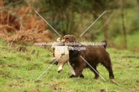 Sussex Spaniel retrieving bird