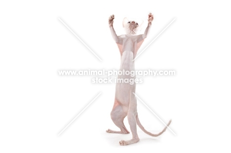 young sphynx cat on hind legs