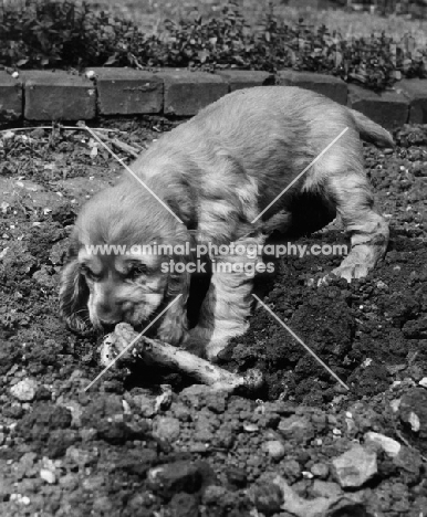 Cocker Spaniel puppy digging bone in garden