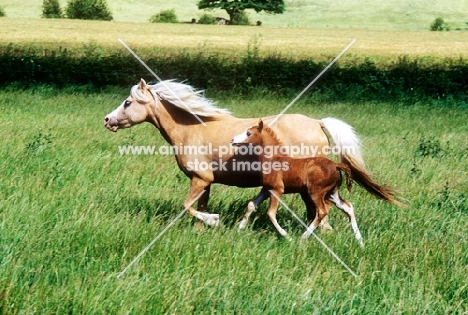 welsh mountain pony mare and foal at pendock stud,