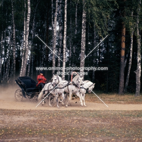 troika with three russian stallions,  tersk, orlov trotter, tersk in moscow forest