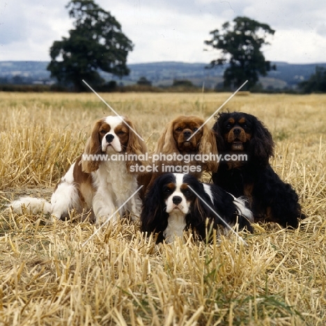 four champion cavalier king charles spaniels, ch salador charlock, b/t, 
ch salador coppergleam, ruby, 
ch salador crismark, blenheim, ch salador celtic prince, tri,