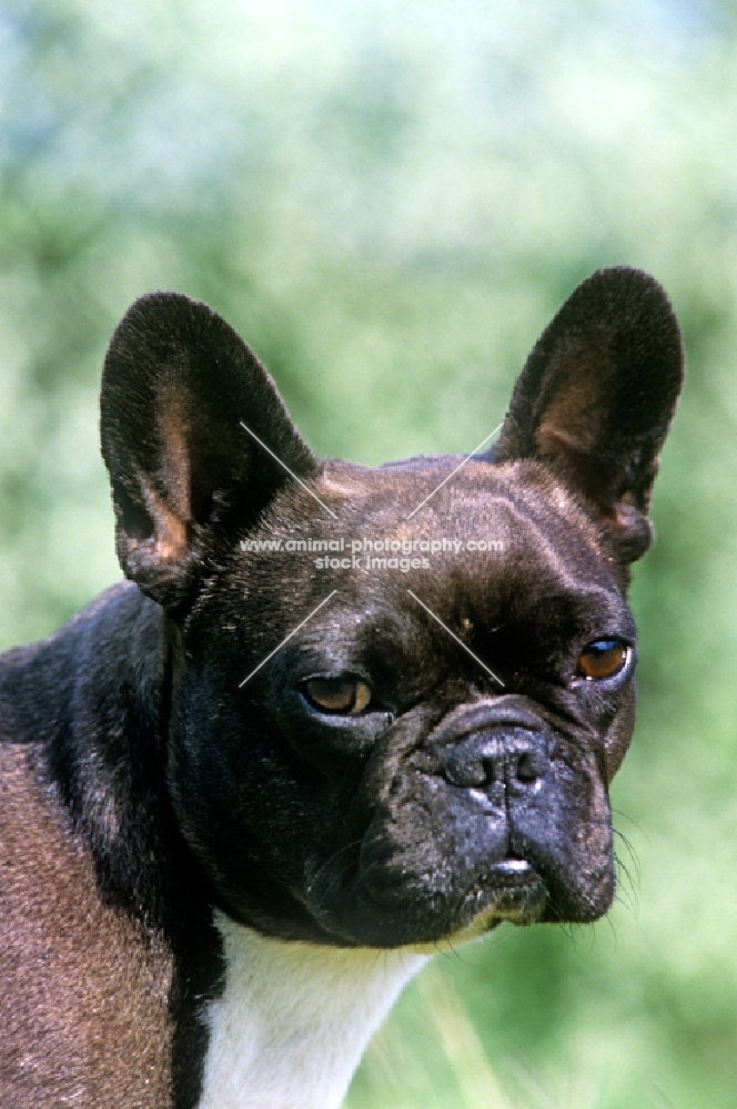 ch merrowlea opal of boristi,  french bulldog head study