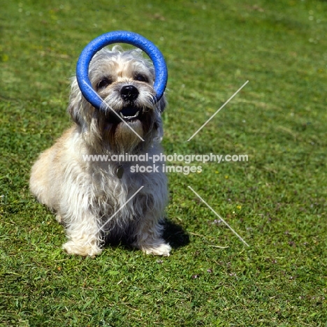 dandie dinmont with toy ring in her mouth