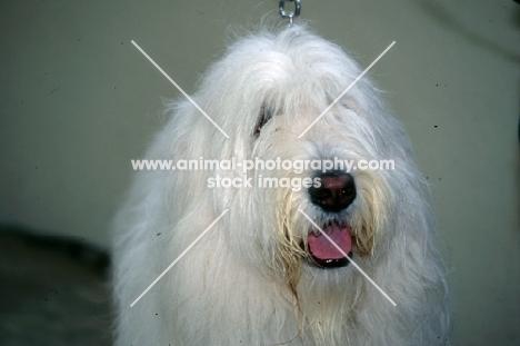 south russian sheepdog looking up