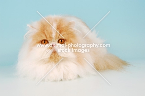 cream and white persian cat, lying down