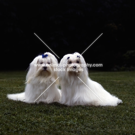 snowgoose exquisite magic of movalian & ch snowgoose valient lad, two maltese with flowing coats looking into the camera