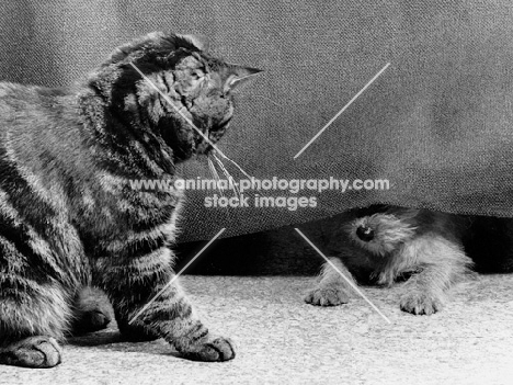 Tabby cat watching norfolk terrier puppy