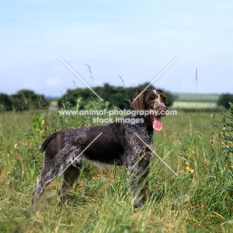 sh ch bareve beverley hills  (dolly), german wirehaired pointer standing panting