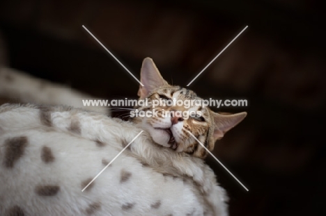 bengal cat in basket looking down