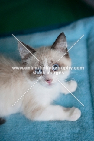 snowshoe siamese kitten on blue mat