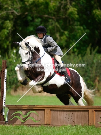Skewbald horse show jumping