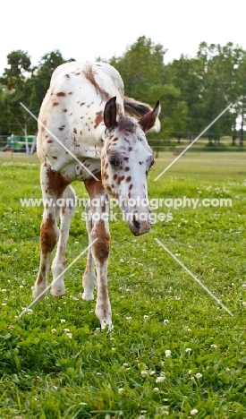 young Appaloosa horse in field